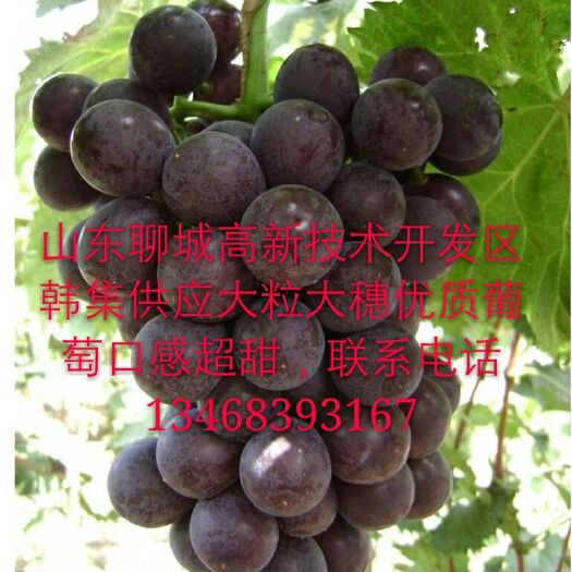 聊城藤稔葡萄苗 腾稔优质大粒葡萄。