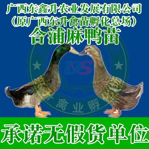 南宁 合浦麻鸭苗