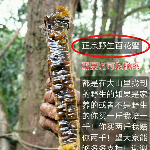 楚雄市 野生百花蜜正宗的野蜂蜜是只卖一个价的 不是自己养的