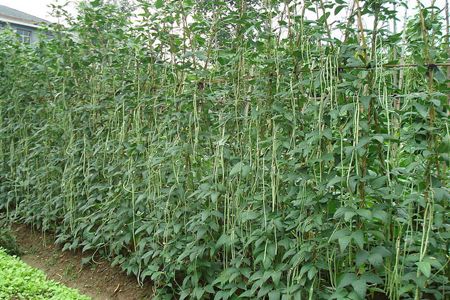 2019年新鲜干豆角豆角干片