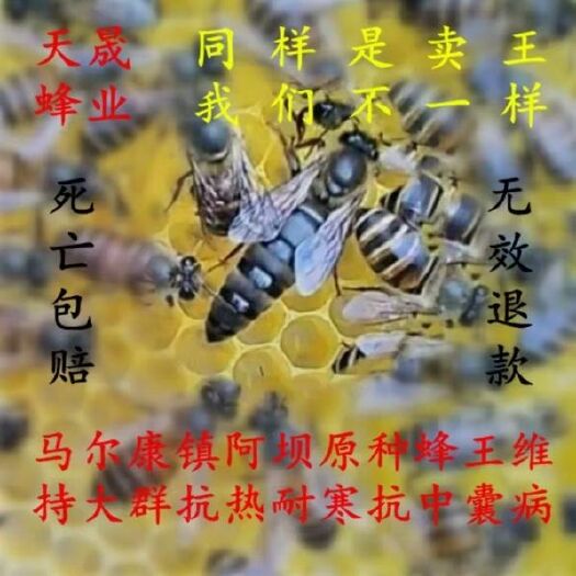 荥经县中华蜜蜂  阿坝中蜂处王