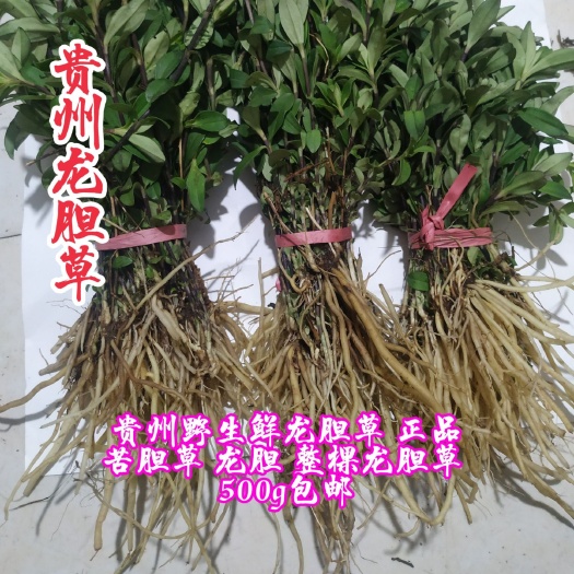 纳雍县 中药材鲜龙胆草 正品苦胆草 龙胆 整棵龙胆草 500g