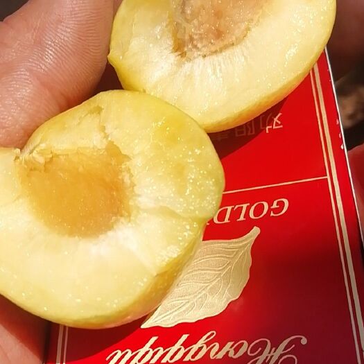 林州市黄李子 脱骨，离核，脆甜爽口，品质超群