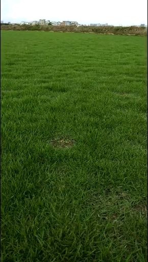 安龙县马尼拉草皮场基地，当天起草当天装车！