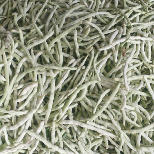 绥中县白芸豆 白云豆大量上市