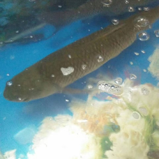 浦北县山泉草鱼 人工养殖