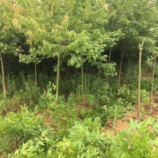 奉新县3公分青枫树苗  青枫小苗 1-10公分青枫价格