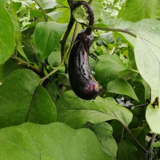 宁远县 来来过来看，过来瞧，新鲜茄子。