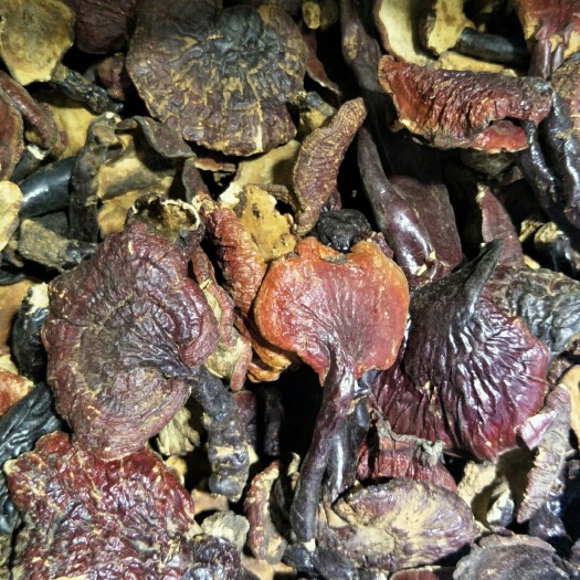 拉萨白灵芝  八一白心灵芝