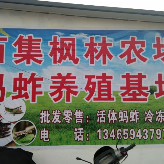 蚂蚱