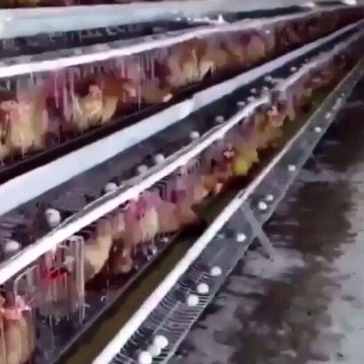新邵县麻羽高产绿壳蛋鸡苗 母