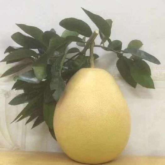 大埔县沙田柚 正宗梅州蜜柚