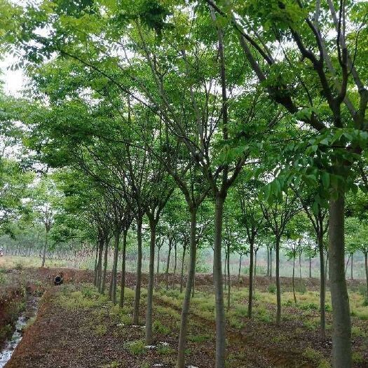 句容市红花紫薇 精品栾树量大