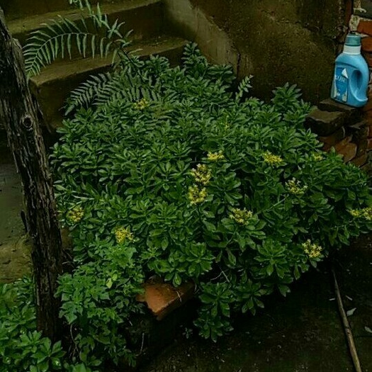 武汉景天三七种苗  中草药费菜