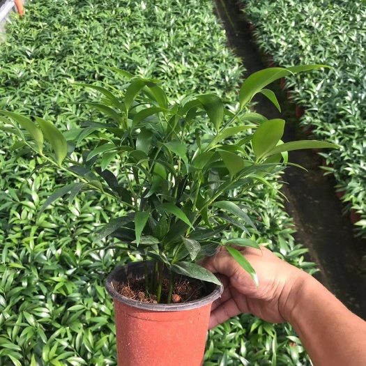 漳平市 红盆竹柏盆栽及各规格竹柏大量供应