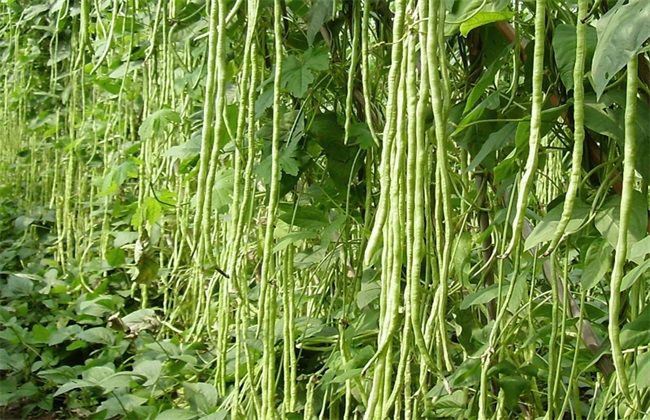  2019年新鲜干豆角豆角干片