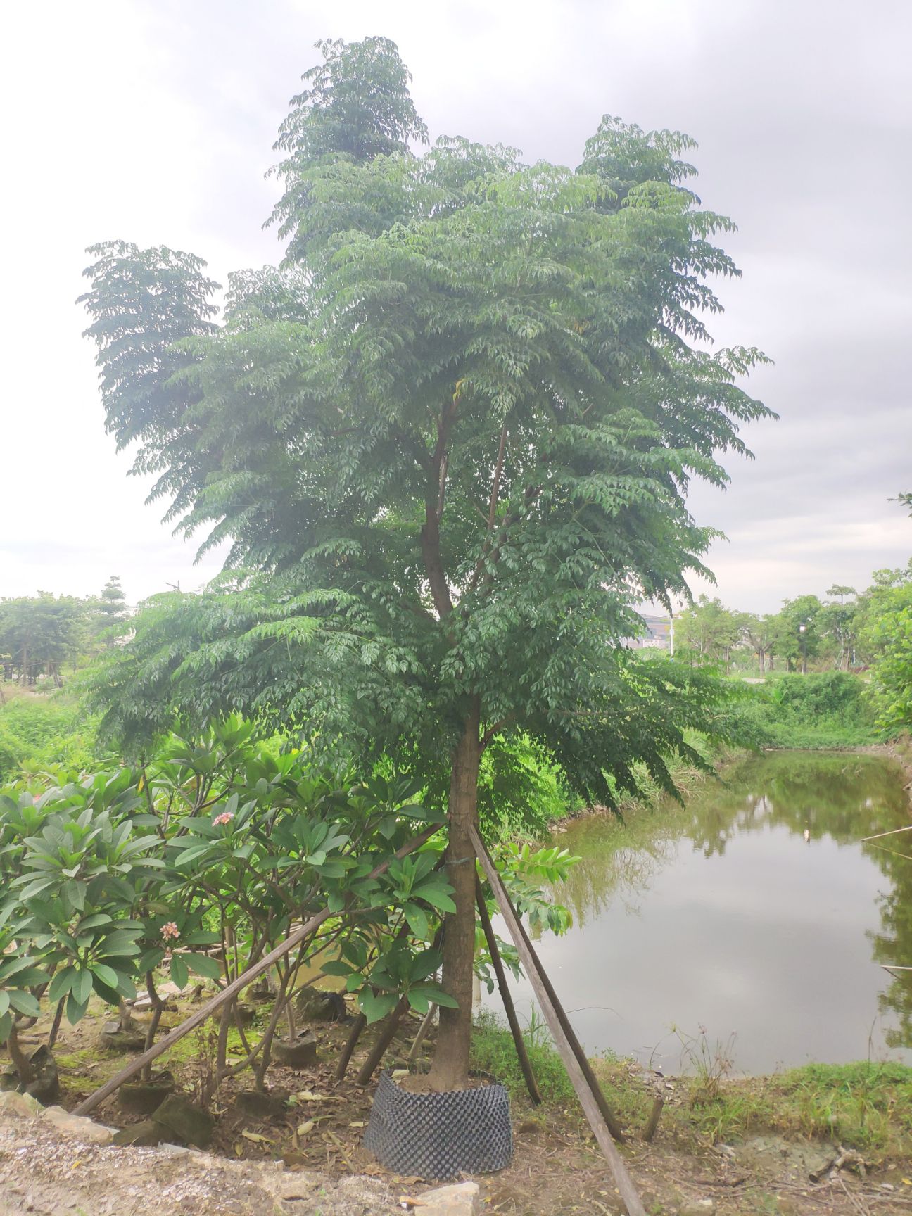 火花 907供应 火烧花 金佛花 10-30cm袋苗 假植苗