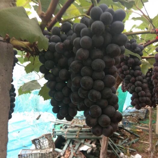 常州夏黑葡萄 大量批发，欢迎采购