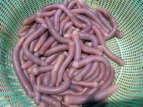 北海干沙虫 、营养价值高。