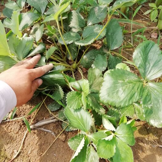 泰安红颜丰香草莓苗 10~20公分 地栽苗
