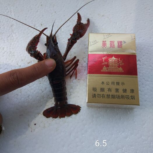 潜江市潜江小龙虾 中红4到6