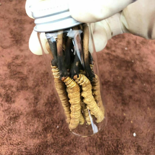 拉萨冬虫夏草