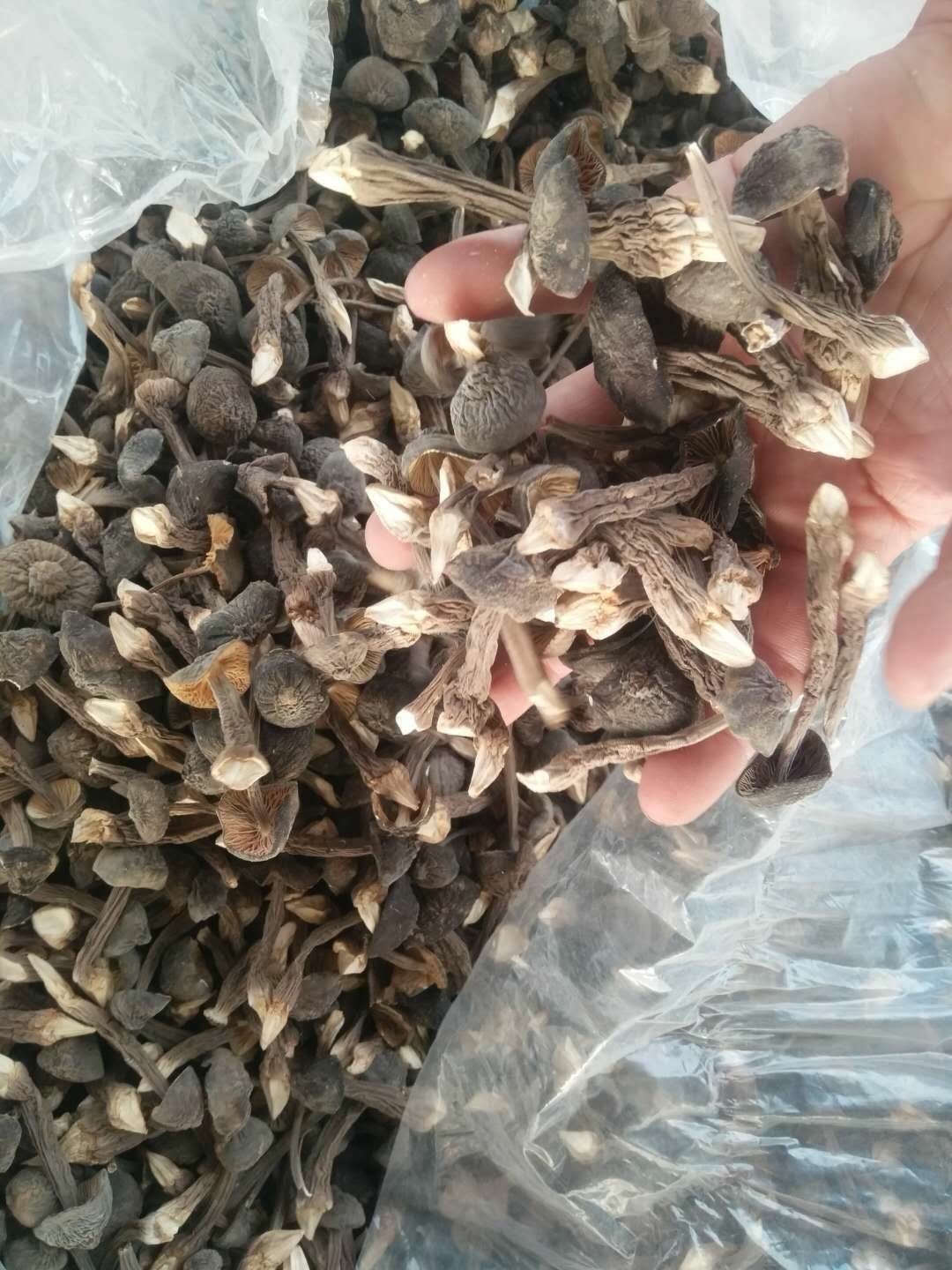  黑皮鸡枞菌