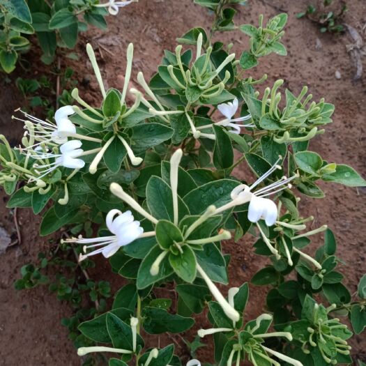 费县四季金银花苗 四季金银花一年苗