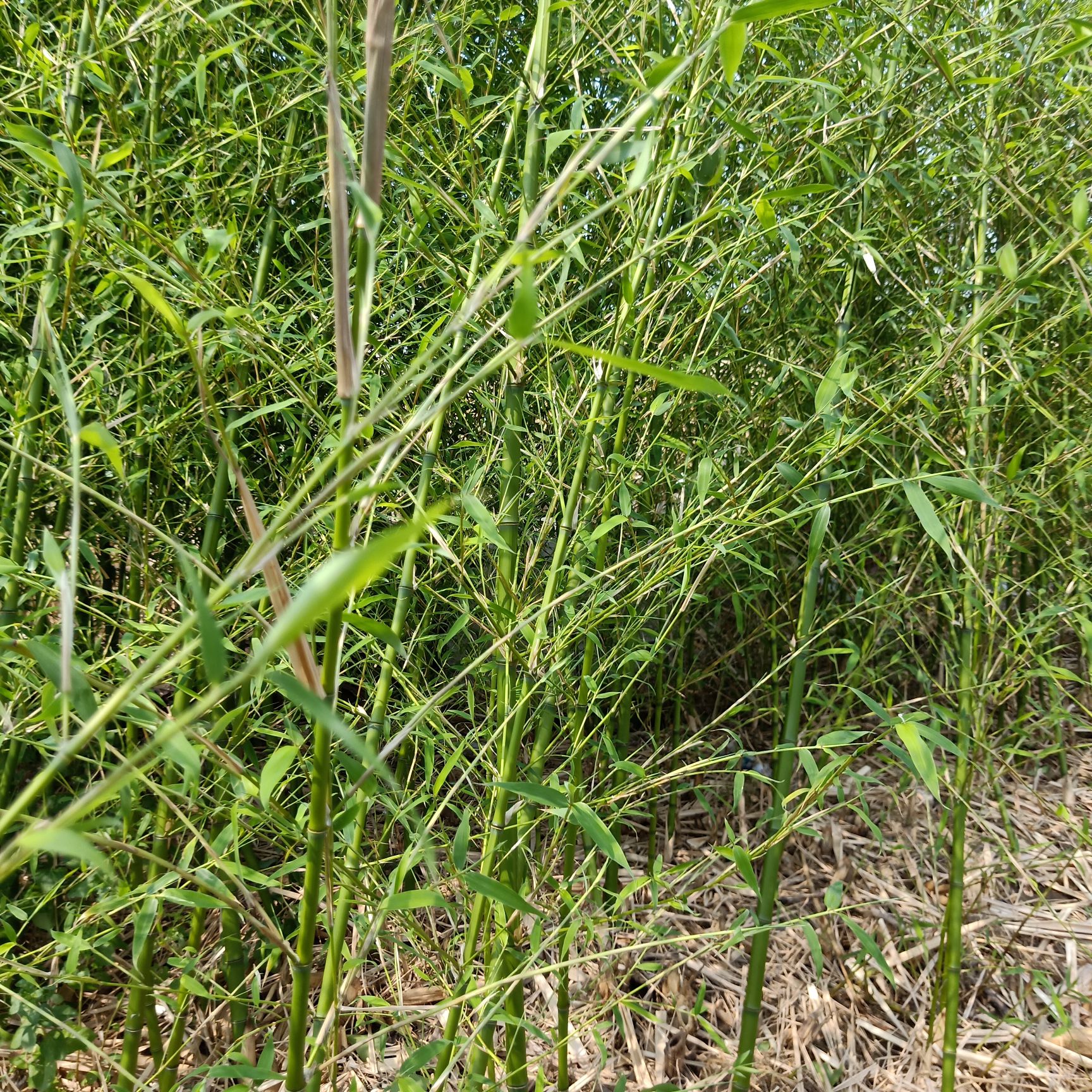 竹苗 青竹翠竹苗 植物篱笆 青竹苗 别墅庭院观赏植物 竹