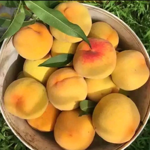 萧县 83黄桃