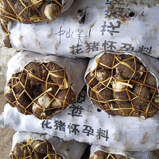 雷州市 大量供应粉香糯芋头。