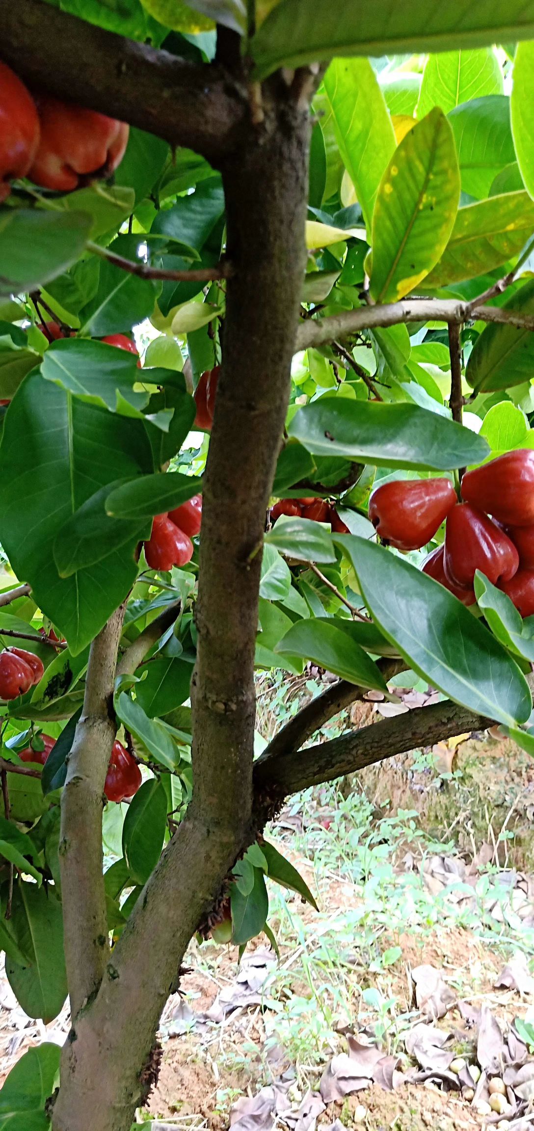 自家果园种植黑糖芭比莲雾