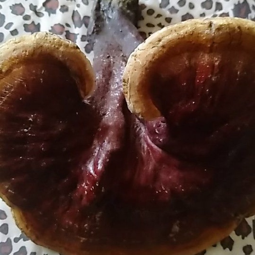 鄂州黑灵芝