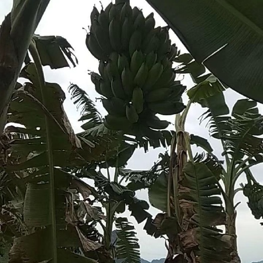 大新县广西蕉 自家种的粉蕉，没有中间商价格优惠