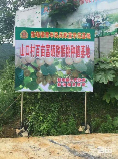 凤凰县米良1号猕猴桃将要上市，需要的老板们可以来看货，量大
