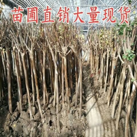 紫薇树 1.2-1.5米高的壮苗，2.5元一颗。大量发货