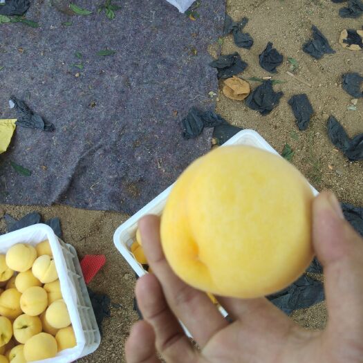 蒙阴县 沂蒙山蜜桃