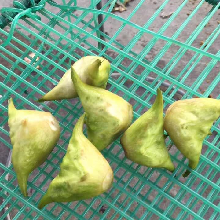 去皮菱角兩角菱