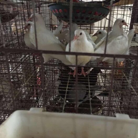 高安市肉鸽蛋 大量供应肉鸽，需要的老板可以联系