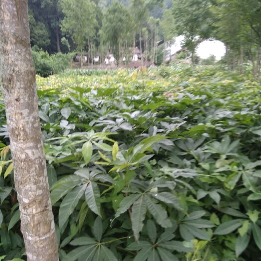 略阳县七叶树