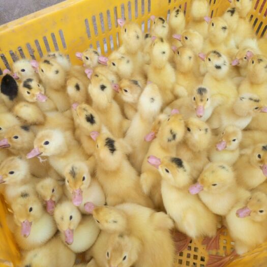 南宁大种白番鸭苗
