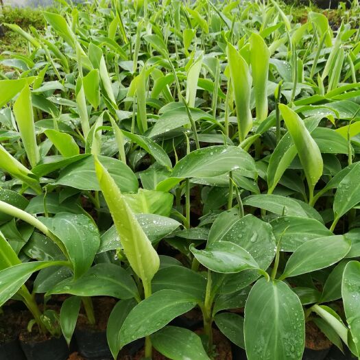 西貢蕉苗金粉1號(hào)。
