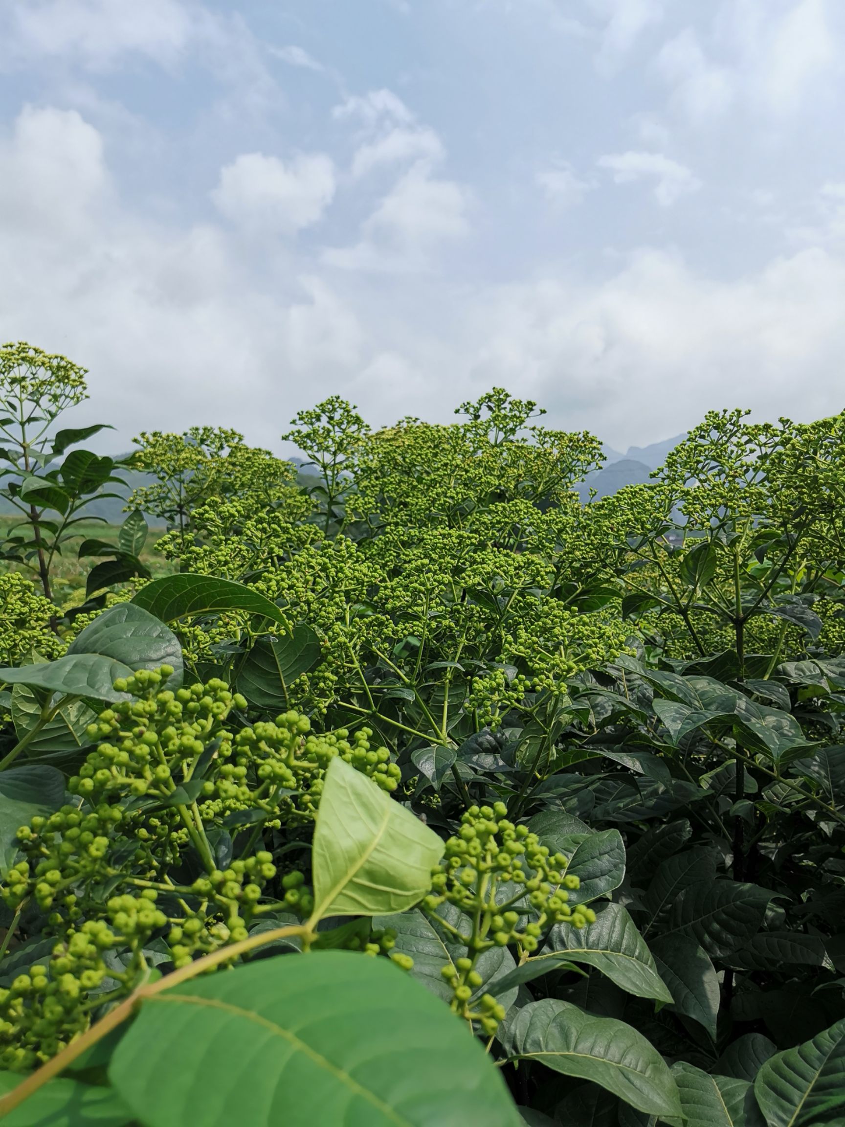 河池 出售中花吴茱萸(茶辣)鲜货,干货