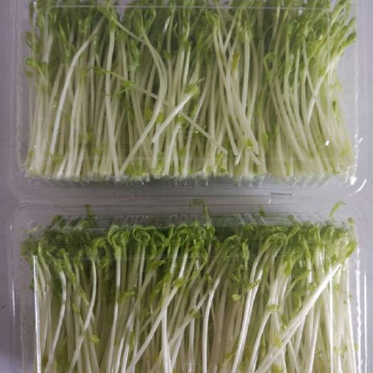 铜川 豌豆苗