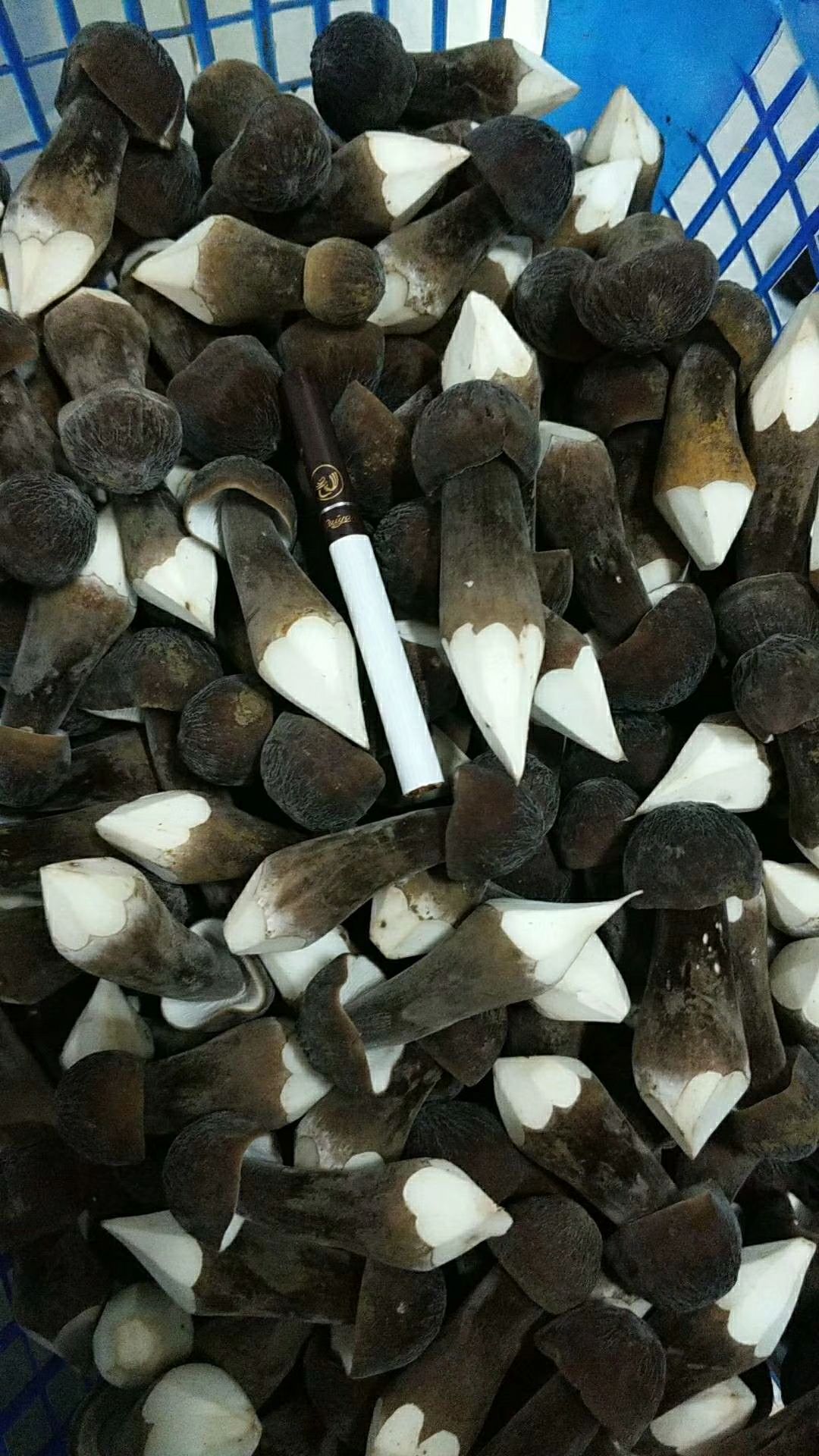 鸡枞菌 【黑皮鸡枞】鲜品 基地贵阳直发 常年大量供应