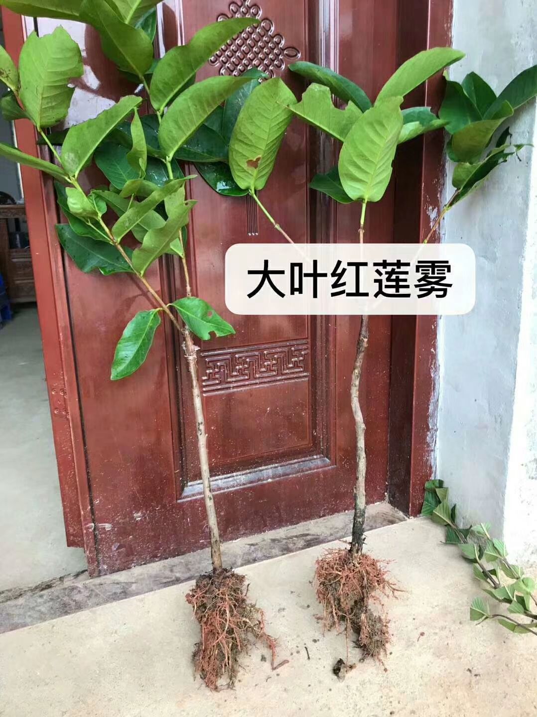 大叶红莲雾苗 嫁接苗