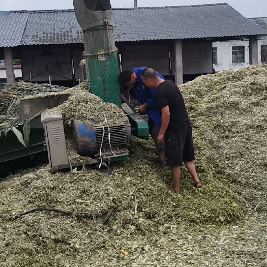 三台县 大量供应优质带苞玉米秸秆饲料，奶牛饲料，提供散装、包装。