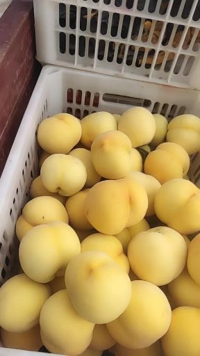 锦香黄桃 70mm以上 4两以上