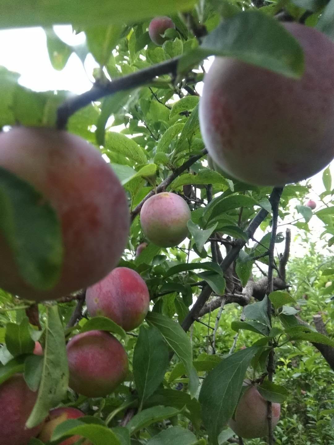  不甜不要钱的李子