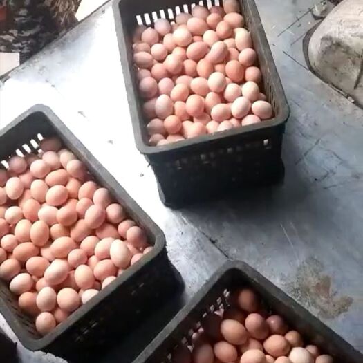 泗阳县 正宗散养苏北草鸡蛋